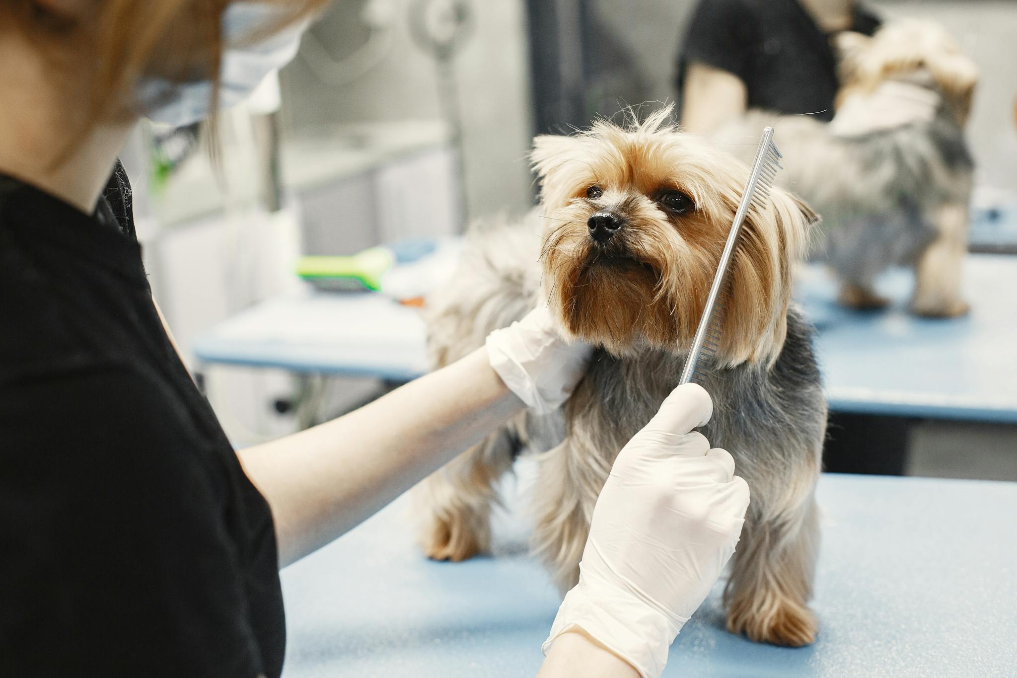 A Person Combing a Dog 