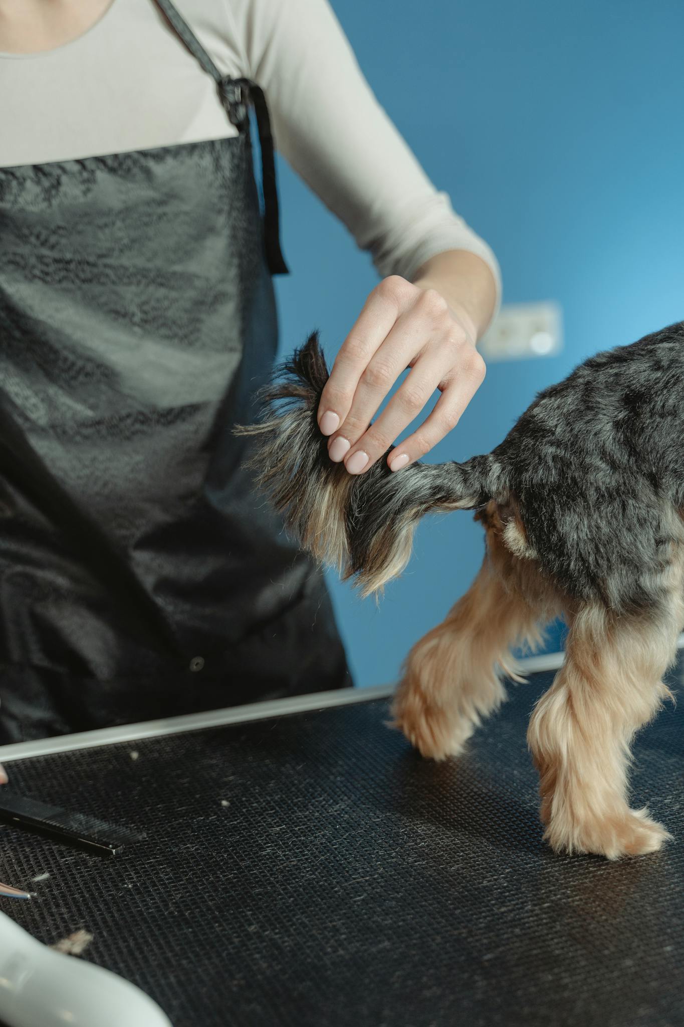 Hand of a Person Holding a Dog's Tail